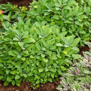 Sauge Officinale - BIO